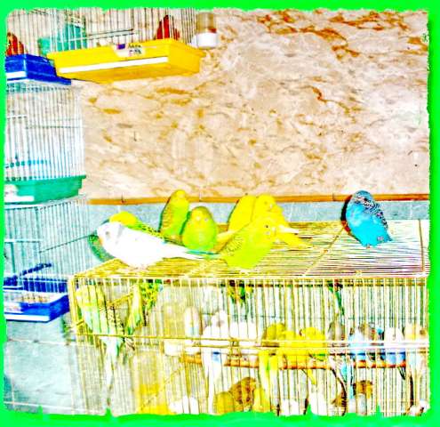 Выставочные волнистые попугаи.Домашнее разведение