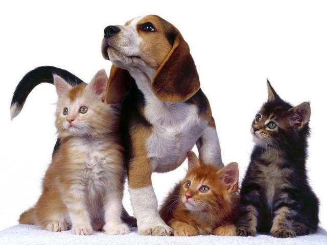 Передержка собак, кошек и других домашних животных