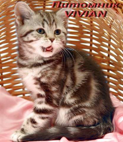Британские  котята шоколадный мрамор на серебре из питомника VIVIAN. 