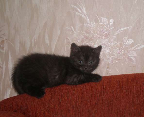 Породистый чёрный британский котенок.