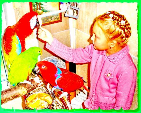 Питомник попугаев разведения, продажа разные виды.
