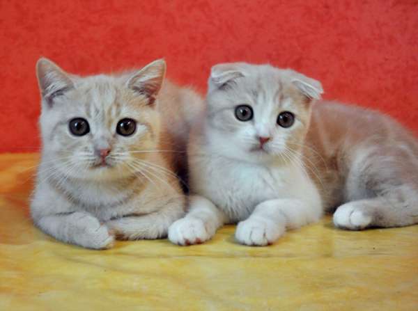 Кремовые мраморные котята