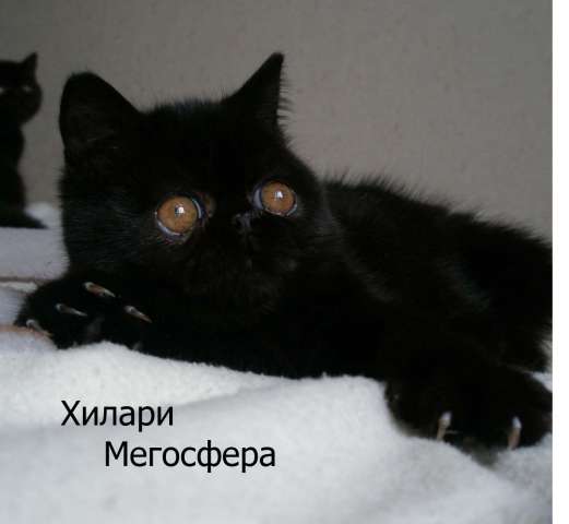 Экзотические кошки черного окраса