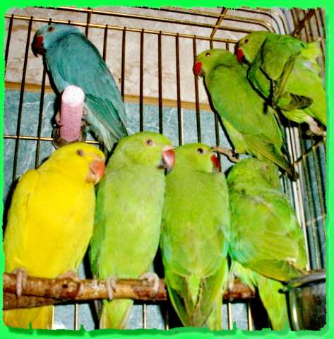 Ожереловый попугай птенцы ручные - 3 мес