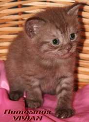 Британские шоколадные котята из питомника VIVIAN.