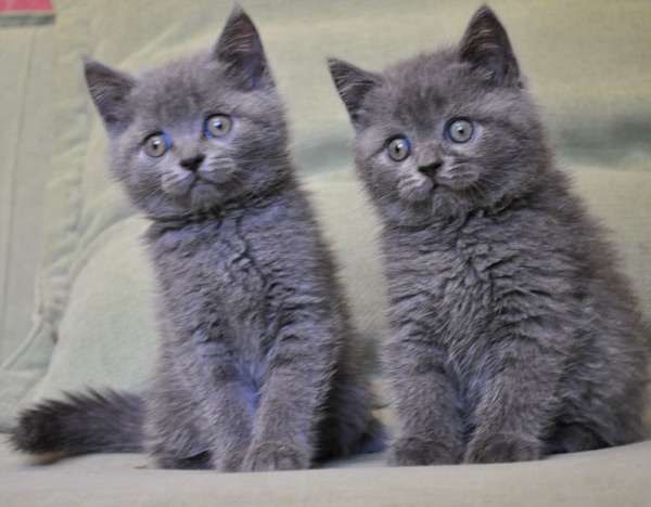 Три очень плюшевых голубых котика от титулованных родителей