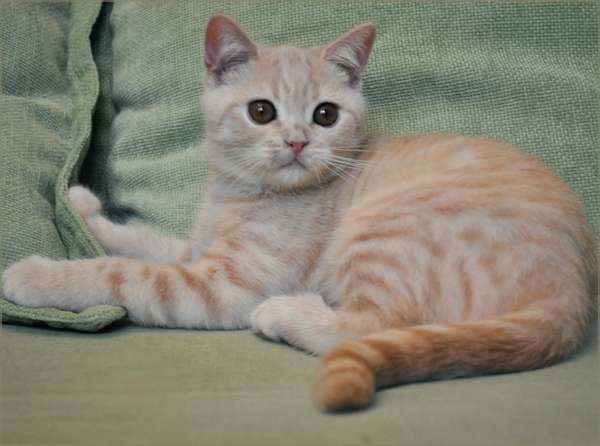 Кремовый мраморный котик от Международных Чемпионов 