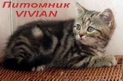 Британские котята мраморные черепашки из питомника VIVIAN.