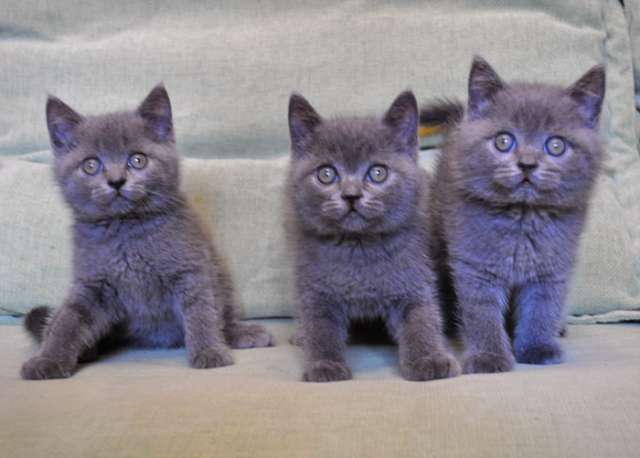 Три красивых голубых котика по летним ценам