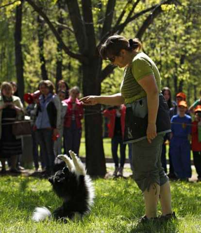 Дрессировка собак в Крылатском-Кунцево, учебно-дрессировочная площадка "Рублевка". Обидиен