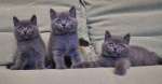 Три красивых плюшевых голубых котика. ВИДЕО