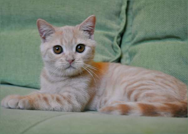 Крупный красивый кремовый  мраморный котик. Видео. 