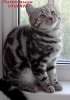 Британские  котята шоколадный мрамор на серебре из питомника VIVIAN. 