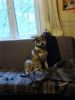 Метис лайки в добрые руки