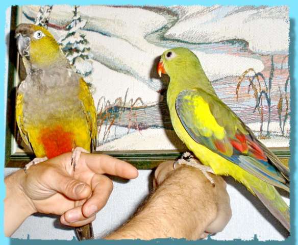 Птенцы попугаев разные виды, канарейки, дек. птицы