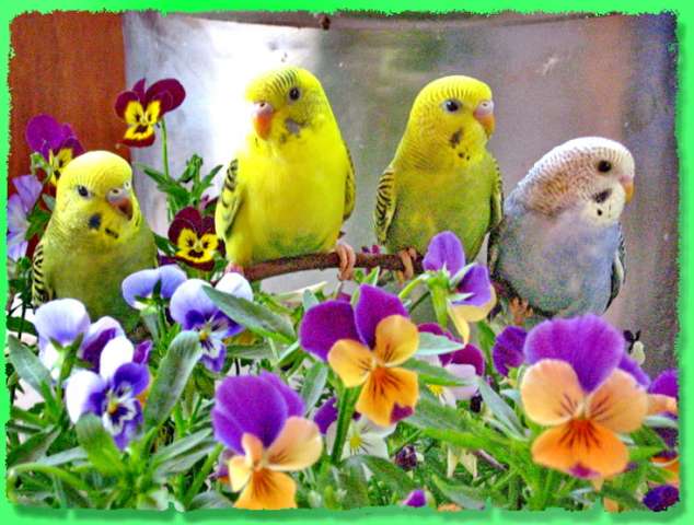 Волнистые попугаи птенцы, ручные редких расцветок.