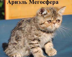 Мраморные плюшевые экзотики - кошечки и котики 