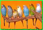 Волнистые попугаи по оптовы ценам и др. виды попугаев в продаже.