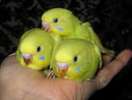 Волнистые попугайчики птенчики