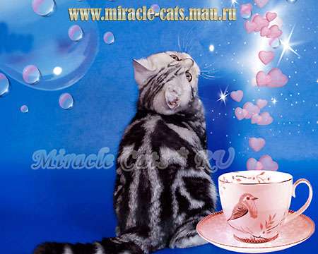 Изысканная роскошь - британский котенок настоящий тигрёнок 8-905-572-70-72 