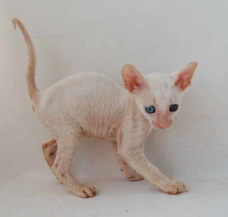 Корниш рекс - кудрявые котята. Корниш рекс - кудрявые котята.