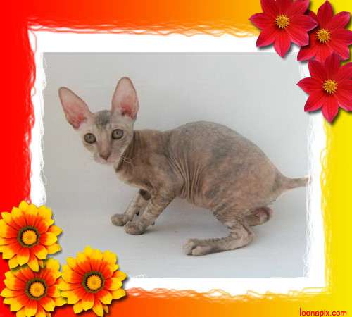 Корниш рекс - кудрявые котята. Корниш рекс - кудрявые котята.