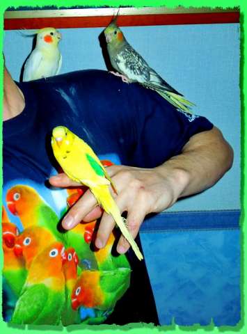 Корелла - попугай способный к общению и разговору.