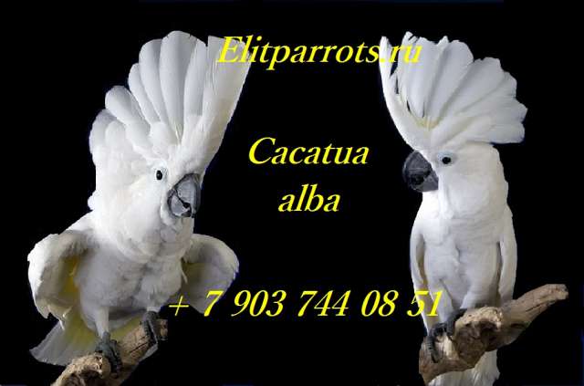 Белохохлый какаду (Cacatua alba)  ручные птенцы из питомника