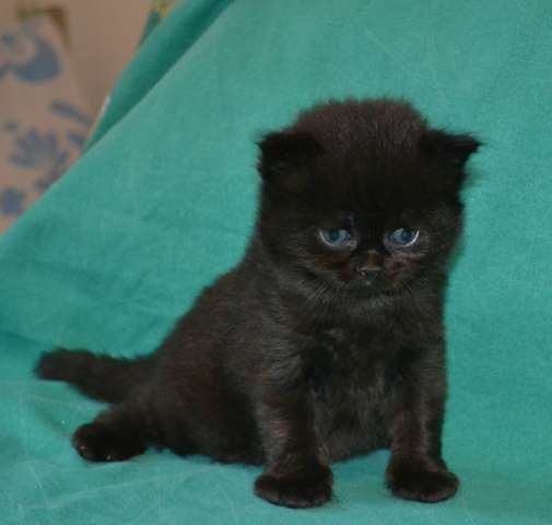 шикарный черный котик 
