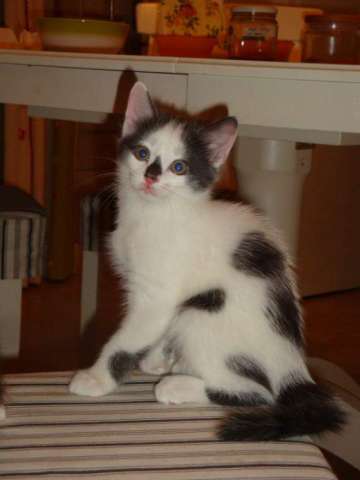 Котята-мальчики 2,5 месяца от домашней кошки
