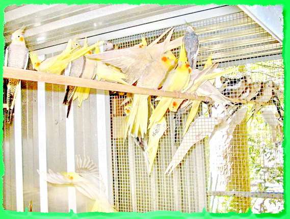 Ручные птенцы попугая Корелла, разных расцветок, домашнего разведения.