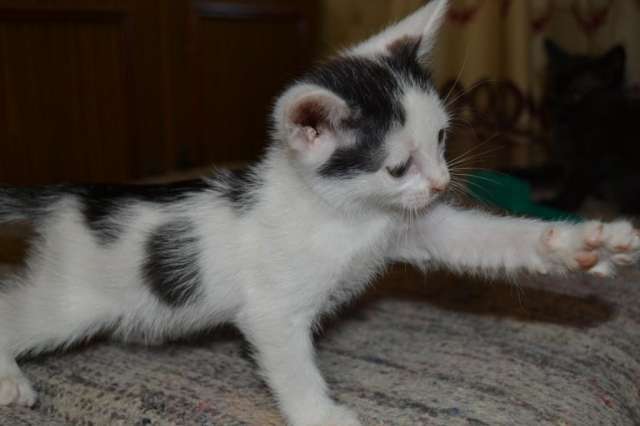 Любимый котенок Любимый котенок