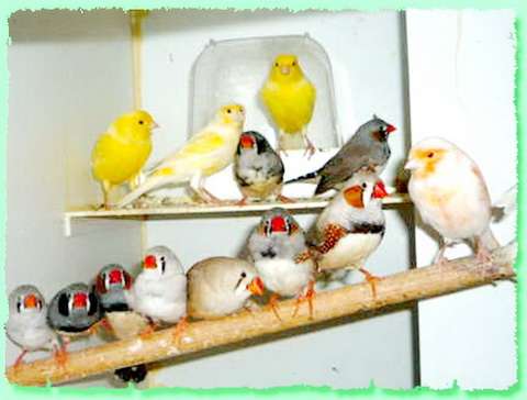 Птенцы попугаев разные виды, канарейки, дек. птицы