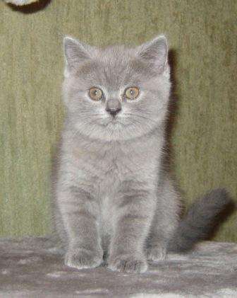 Британские котята голубого окраса!