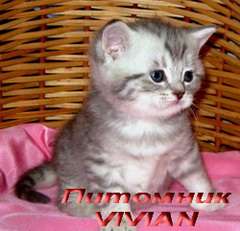 Британские  котята  вискас из питомнка VIVIAN.