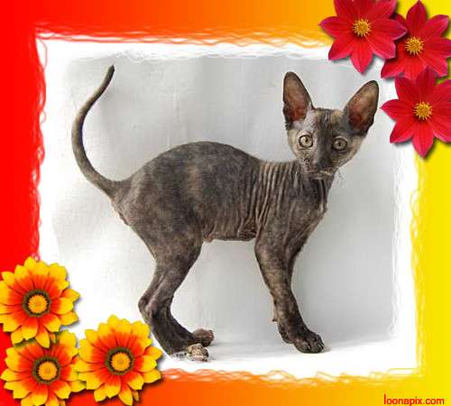 Корниш рекс - кудрявые котята. Корниш рекс - кудрявые котята.