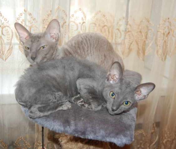 Корниш рекс - кудрявые котята. Корниш рекс - кудрявые котята.