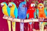 Птенцы попугаи малых, средних видов, канарейки.