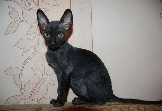Корниш рекс - кудрявые котята. Корниш рекс - кудрявые котята.