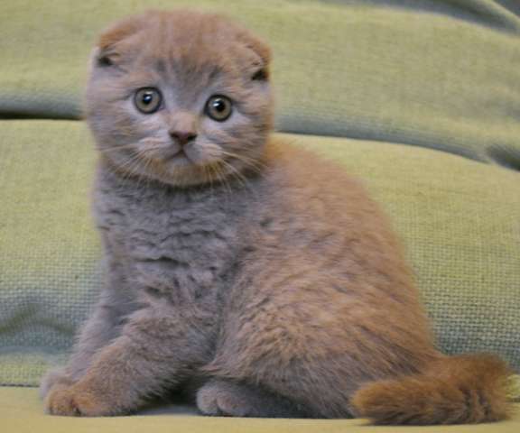 Шотландская вислоухая кошка: фото, характер, описание скоттиш-фолда