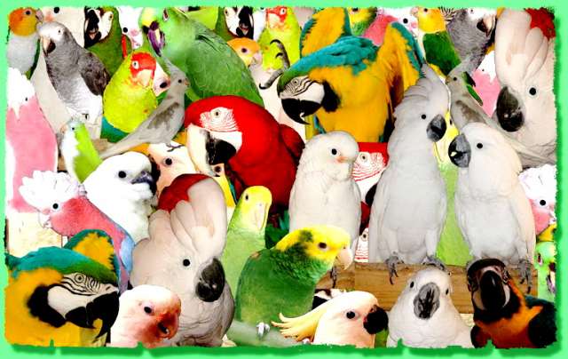 Продажа элитных попугаев, ара, какаду, жако, амазоны др. виды птиц.