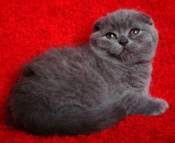 Красивый Вислоухий голубой котик 2 мес. Видео