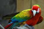 Вэрдэ  (гибрид попугаев ара) - птенцы из питомника
