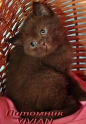 Британские шоколадные котята из питомника VIVIAN. 