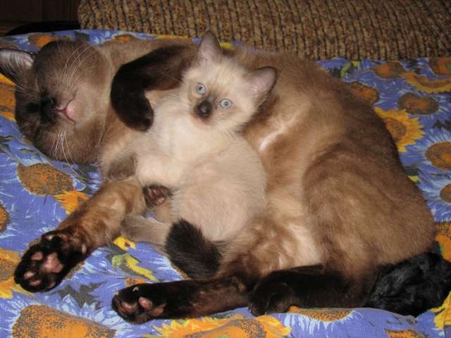 Невский маскарадный и тайский котенок