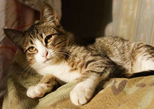 Благородный желтоглазый котенок Борис 3.5 мес в дар