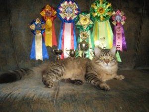 Отдам котят от мудрого кота-медалиста и умной кошки.