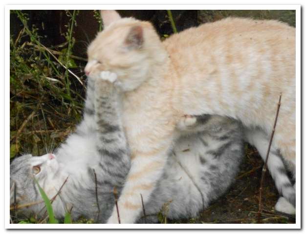 Два милых котенка ищут семью!