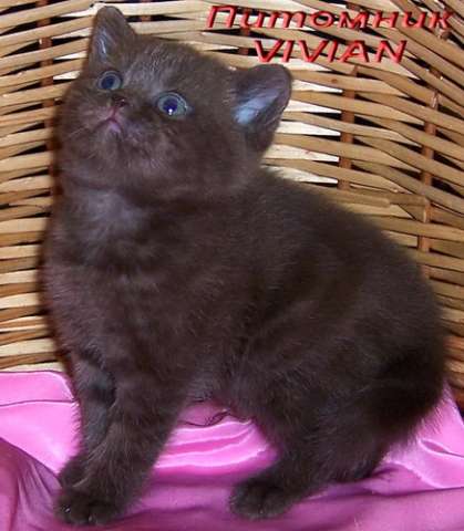 Британские шоколадные котята из питомника VIVIAN. 