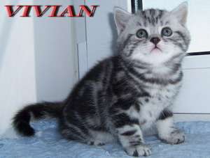 Британские котята мраморные и вискас из питомника VIVIAN.